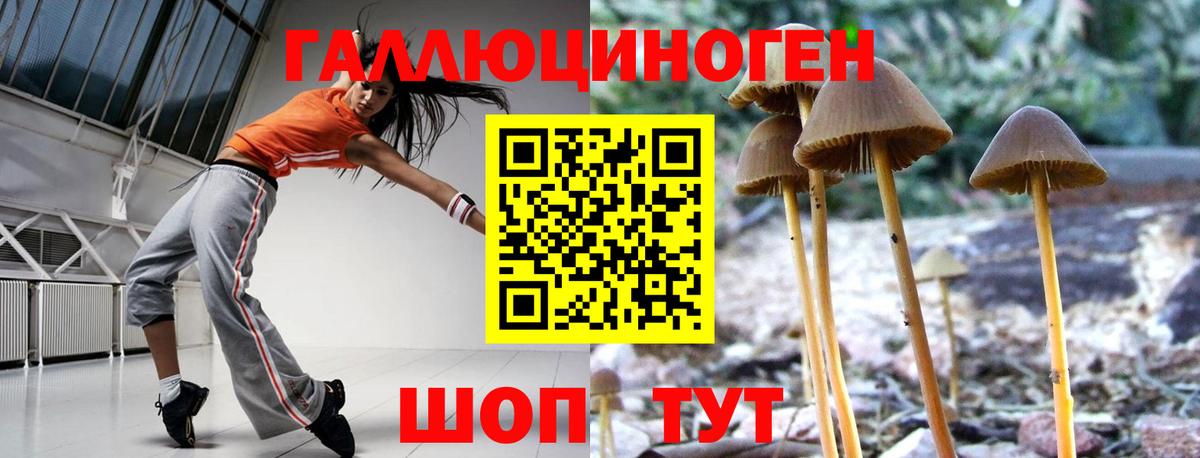 Псилоцибиновые грибы Psilocybine cubensis Сегежа